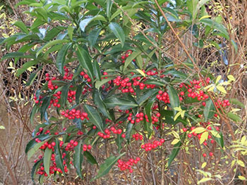 210111_manryo.jpg