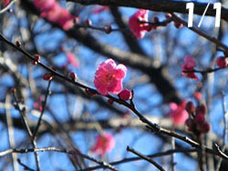 210111_ume1.jpg