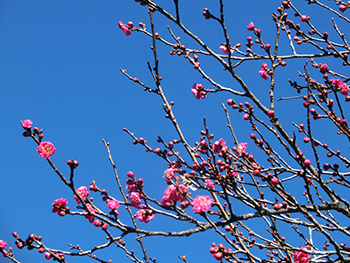 210111_ume5.jpg