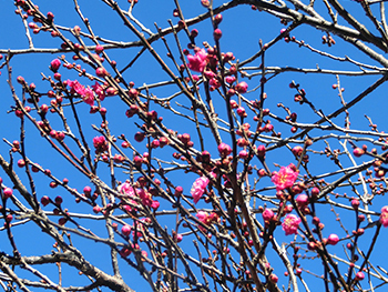 210111_ume6.jpg