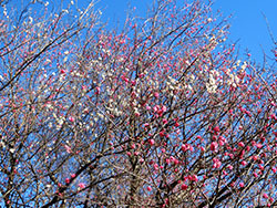 210111_ume7.jpg