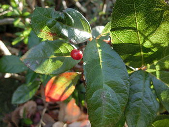 210111_yabukoji.jpg