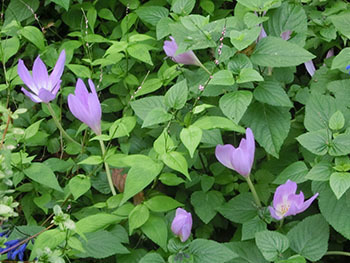 210112_i_safuran1.jpg