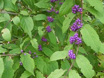 210112_k_murasaki.jpg