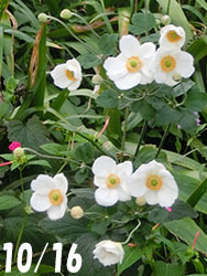 210112_shumei_g1.jpg