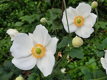 210112_shumei_g3.jpg