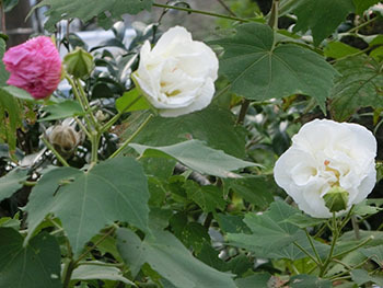 210112_suifuyo2.jpg