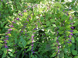 210114_k_murasaki1.jpg