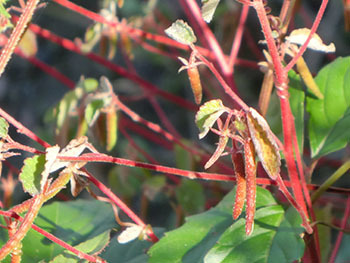 210114_karasu_g2.jpg