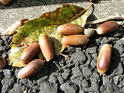 210115_konara.jpg