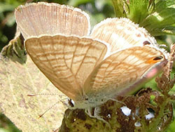 210115_uranami_s3.jpg