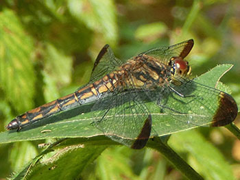 210118_tonbo.jpg