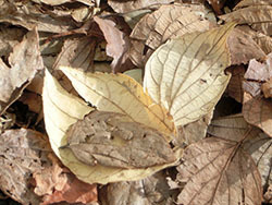 210119_enoki2.jpg