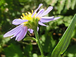 210119_k_yomena2.jpg