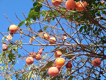 210119_kaki1.jpg