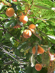210119_kaki3.jpg