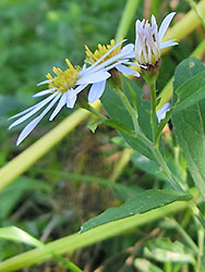 210119_nokon_g2.jpg