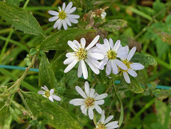 210120_nokon_g8.jpg