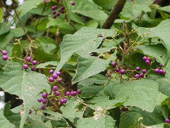 210122_m_sikibu1.jpg