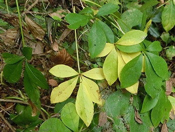 210122_y_ukogi1.jpg