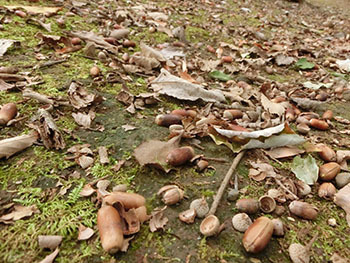 210123_donguri1.jpg