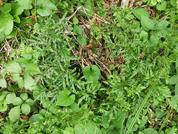210124_kanikusa.jpg