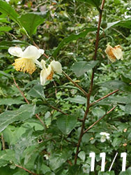 210124_tya1.jpg