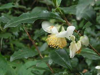 210124_tya2.jpg