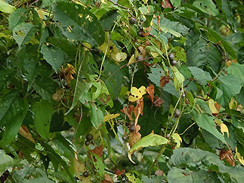 210124_yamanoimo1.jpg