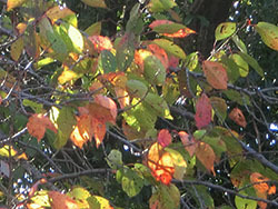 210126_sakura3.jpg