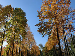 210126_yurinoki1.jpg