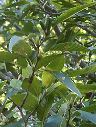 210130_o_yashabusi2.jpg