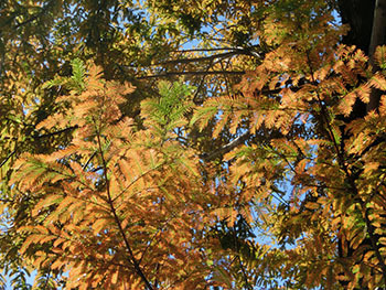 210131_metasequoia1.jpg