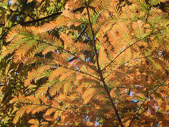 210131_metasequoia2.jpg