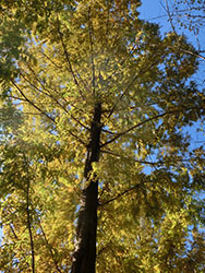 210131_metasequoia3.jpg