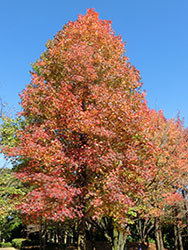 210131_momijiba_f7.jpg