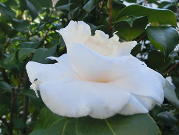 210207_tubaki.jpg