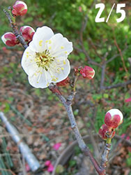 210207_ume1.jpg