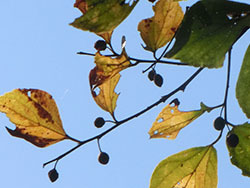 210217_enoki2.jpg