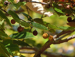 210217_enoki3.jpg