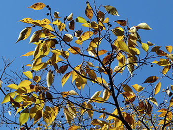 210217_mukunoki2.jpg