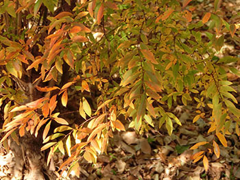 210217_y_yanagi.jpg