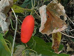 210221_karasu_u3.jpg