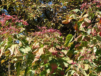 210221_kusagi1.jpg