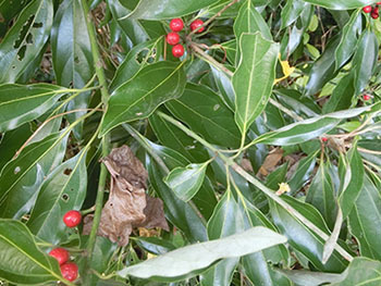 210221_sirodamo5.jpg
