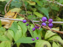 210224_m_sikibu2.jpg
