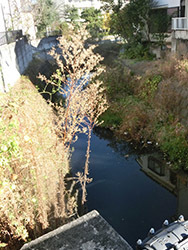 210225_kawa1.jpg