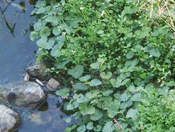 210225_kawa4.jpg