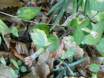 210226_koyaboki2.jpg