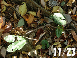 210228_kanaoi1.jpg
